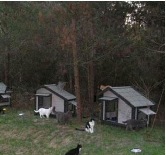 feli1-e1428770066519-1