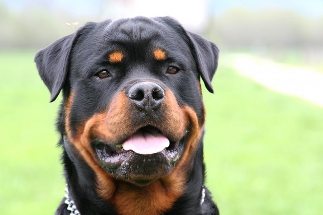rottweiler cane