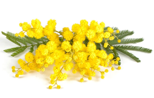 mimosa1
