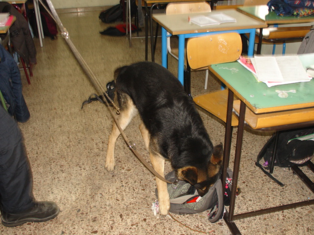 cani-antidroga-nelle-scuole